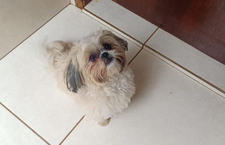 Cadelinha Liz desaparece no Setor Aeroporto em Catalão; família oferece recompensa