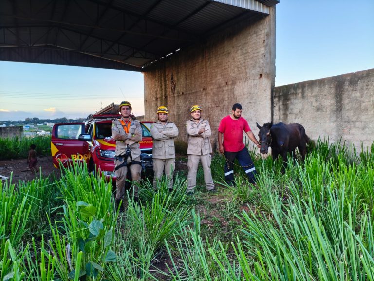 Bombeiros resgatam égua que caiu em fossa desativada no bairro Pontal Norte, em Catalão