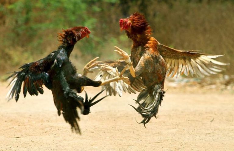 Prática antiga: Rinha de galo é descoberta em Catalão e polícia resgata 62 aves