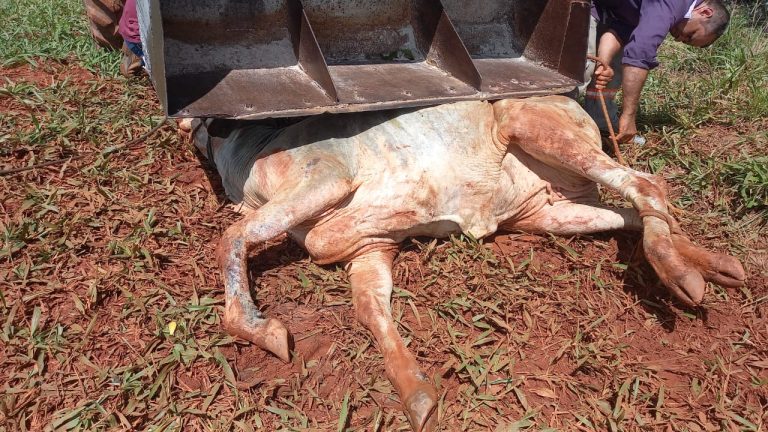 Corpo de Bombeiros salva bovino preso em cisterna de seis metros em Goiandira