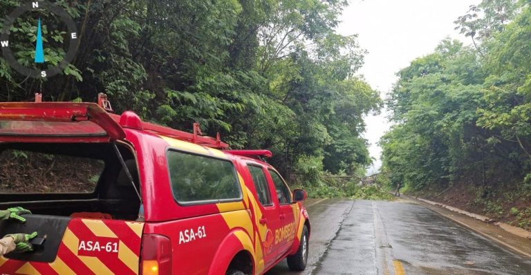 Bombeiros liberam GO-330 após queda de árvore entre Ipameri e Urutaí