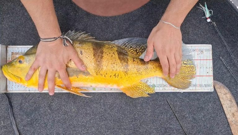 Tucunaré amarelo de 64,5 cm fisgado no Lago Azul de Três Ranchos, quebra recorde nacional
