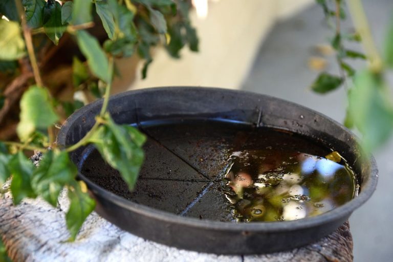 Mais de 80% dos focos da dengue estão dentro das casas, alerta Saúde de Catalão