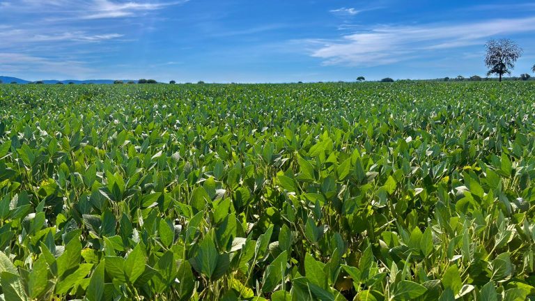 Goiás deve registrar a segunda maior safra de grãos da história, aponta Conab