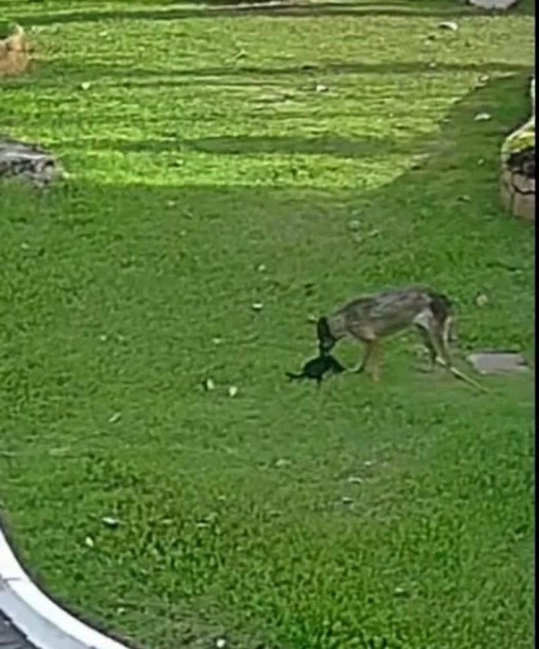 Não teve crime: Gato teve patas devoradas por cachorro