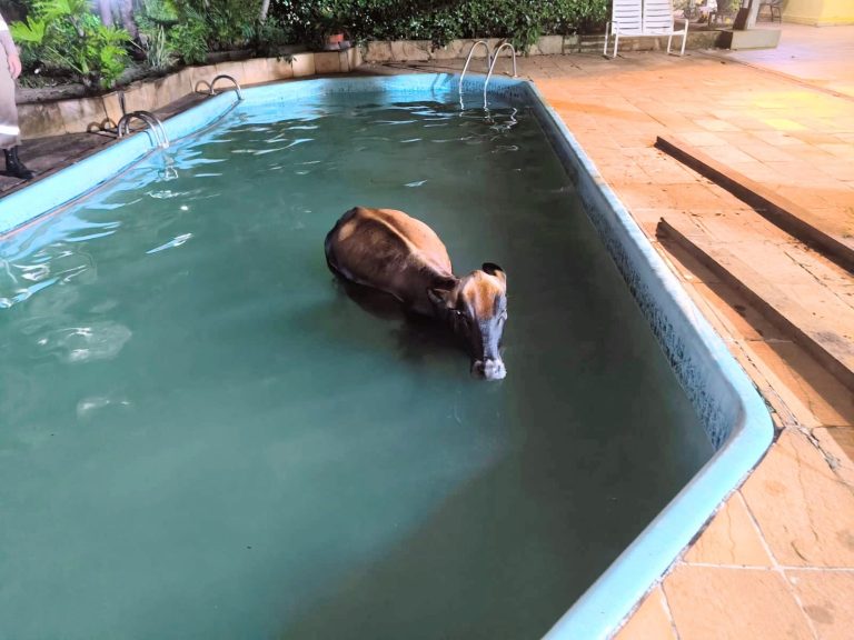 Bombeiros resgatam vaca que caiu em piscina