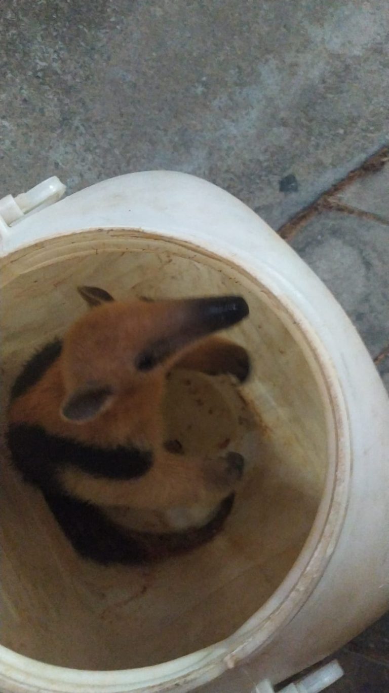 Tamanduá-mirim é resgatado pelos Bombeiros em avenida de Ipameri