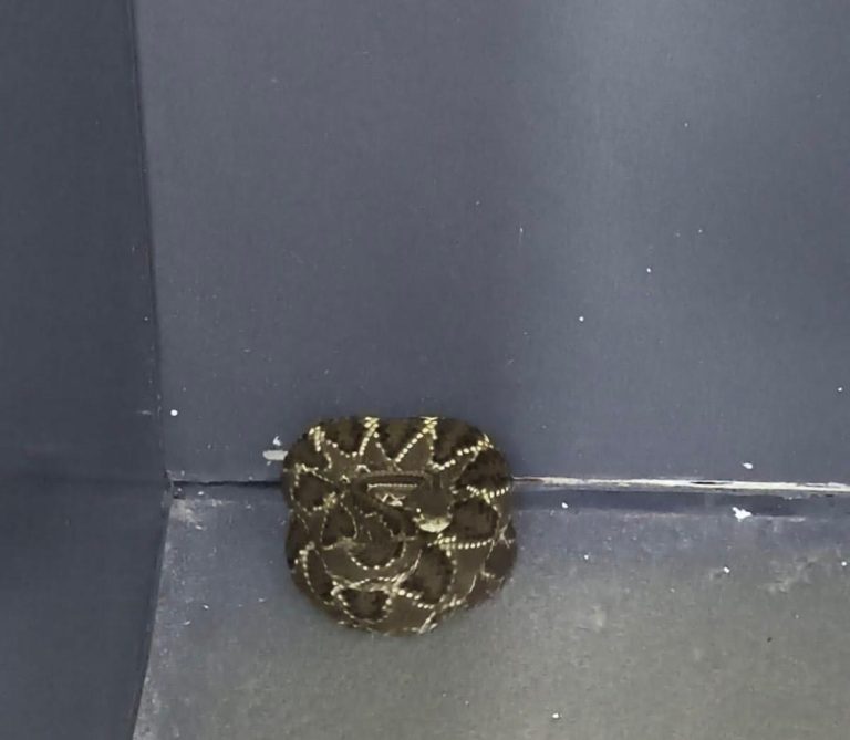 Bombeiros capturam cascavel dentro de igreja em Ipameri