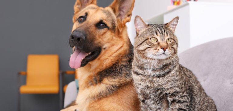 Catalão terá mutirão gratuito de castração para cães e gatos machos; veja como participar