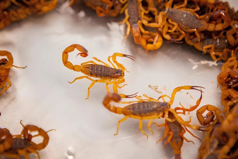 Saúde de Catalão emite Informe Epidemiológico sobre o aumento de acidentes com escorpiões