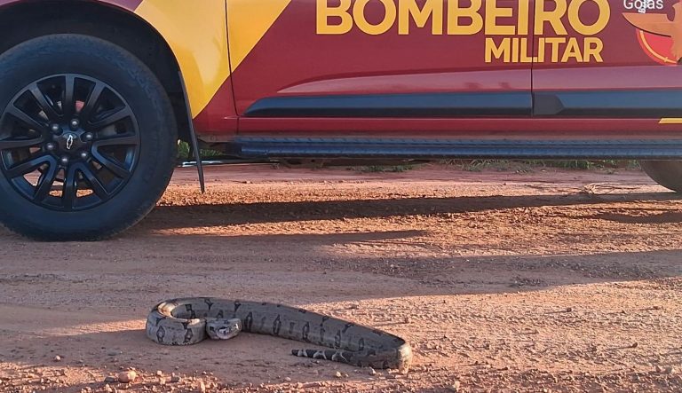 Bombeiros capturam jiboia próxima a residência em Ipameri