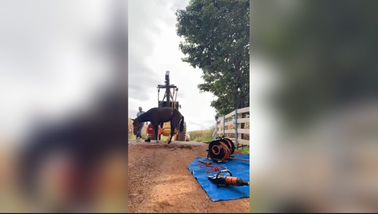 Cavalo é resgatado após ficar preso em mata-burro na zona rural de Ipameri