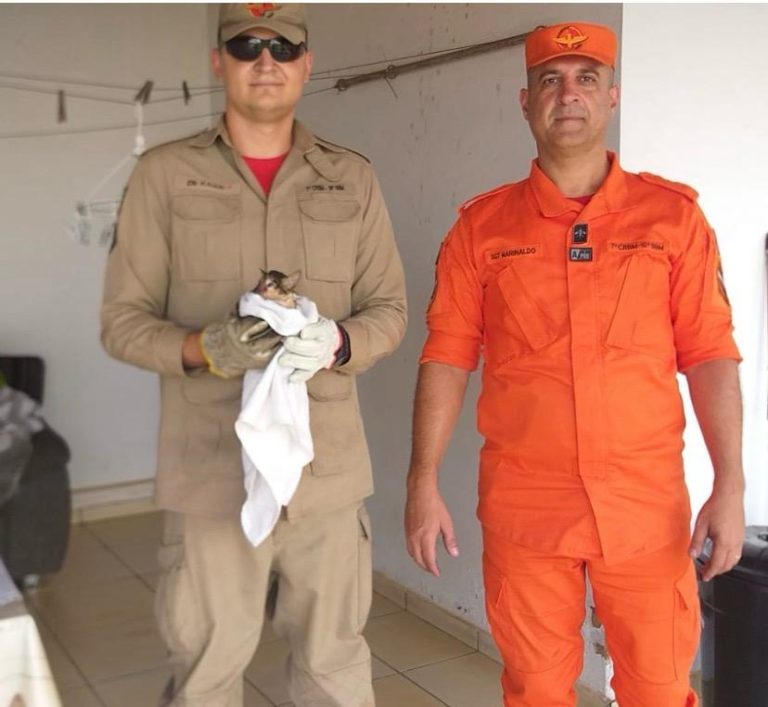 Bombeiros resgatam gato preso em tubulação no bairro Santa Cruz, em Catalão