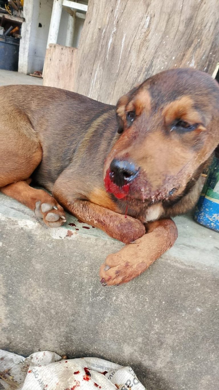 Cachorro é espancado em fazenda de Três Ranchos e caso gera revolta