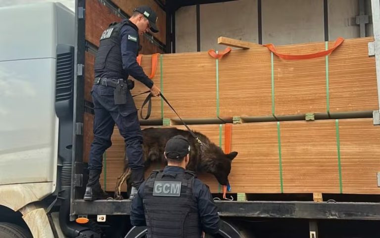 PRF apreende 7,5 toneladas de maconha na BR-060; ação resulta na maior apreensão dos últimos anos em Goiás