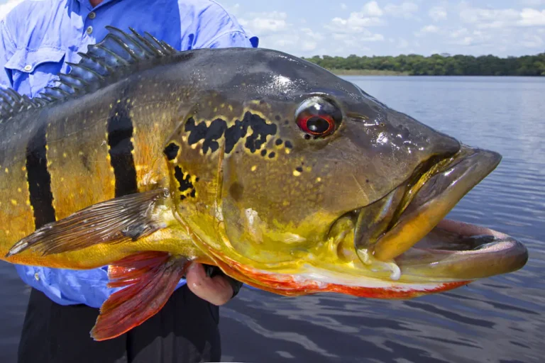 Torneio de Pesca do Metabase terá R$ 30 mil em premiações