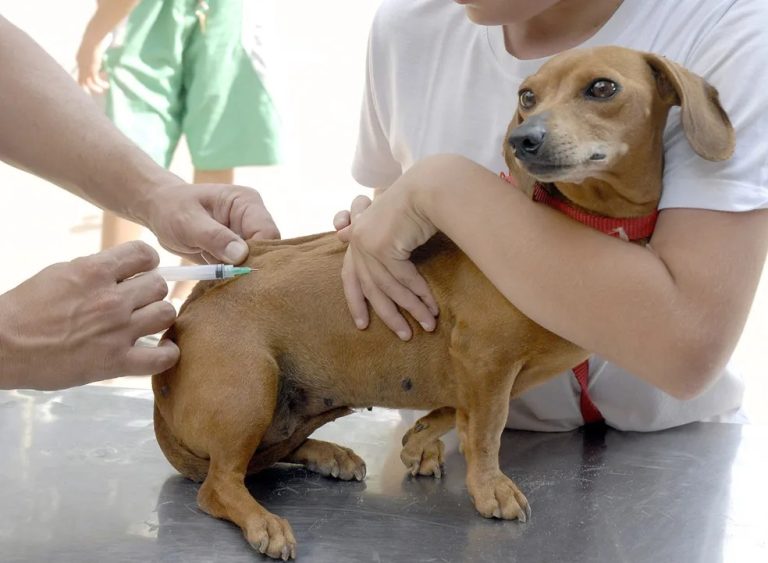 Campanha de Vacinação Antirrábica começa pela zona rural de Catalão; confira o cronograma
