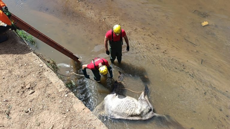 Cavalo é resgatado após cair no Ribeirão Vai e Vem, em Ipameri