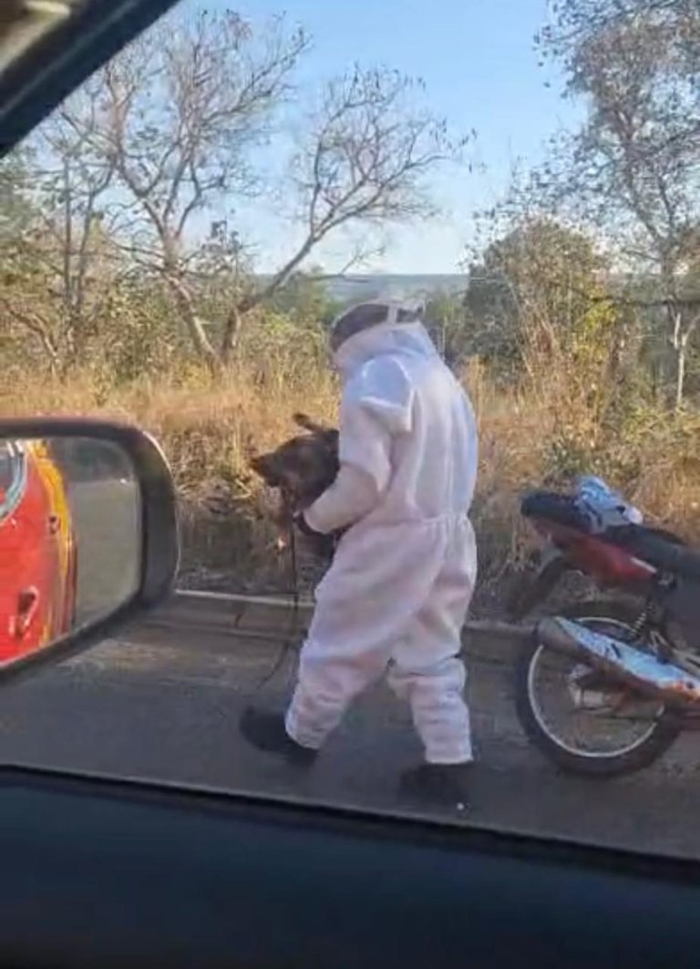 Enxame de abelhas ataca moradores e animais em Caldas Novas; grupo de galinhas é morto